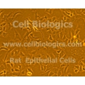 SHR Rat Epithelial Cells
